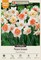 Hirt's Gardens; Pink Mix Narcissus/Daffodil - 14/16 cm Bulbs - 16 Bulbs - Value Pack; Category:Trees & Floor Plants; Image:2